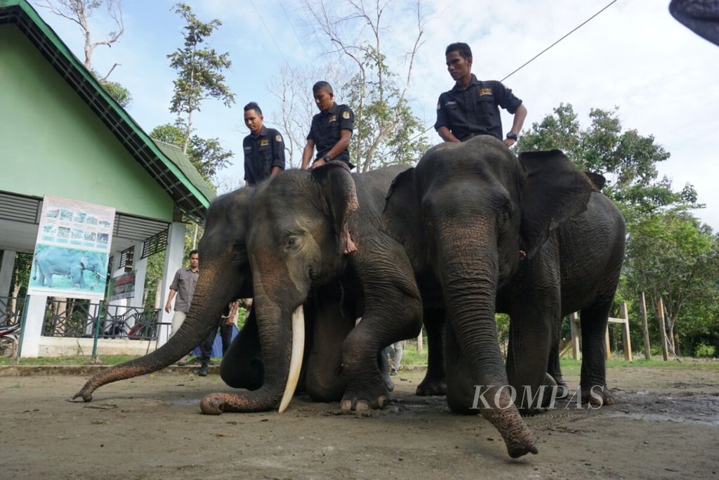 https://assetd.kompas.id/-YFIvuAL0pEfTxbHEuT6MXR7Ca0=/1024x683/filters:watermark(https://cdn-content.kompas.id/umum/kompas_main_logo.png,-16p,-13p,0)/https%3A%2F%2Fkompas.id%2Fwp-content%2Fuploads%2F2020%2F08%2FWhatsApp-Image-2020-08-13-at-20.01.30_1597327596.jpeg