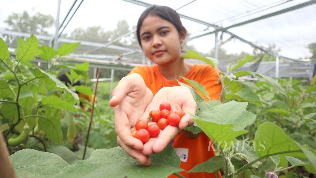 Ati menunjukkan tomat yang dipanen di Sekolah Alam Wangsakerta, Dusun Karangdawa, Desa Setupatok, Kecamatan Mundu, Kabupaten Cirebon, Jawa Barat, Senin (6/2/2023). Sekolah Alam Wangsakerta mengolah tanaman dengan ramah lingkungan, seperti menggunakan pupuk organik.