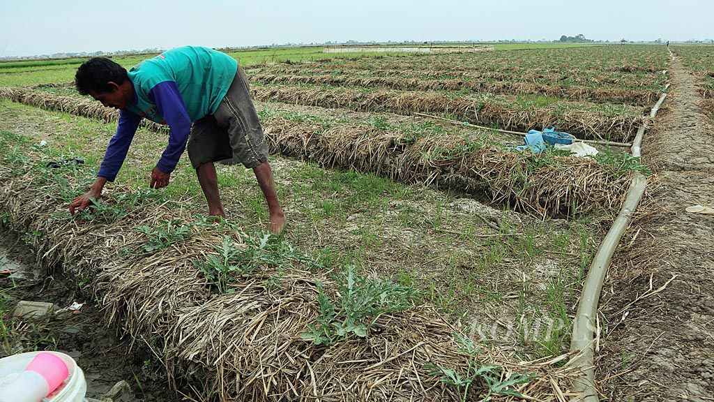 https://assetd.kompas.id/-oSZYCJ_JSz0bJigLtO9d__y6UY=/1024x576/filters:watermark(https://cdn-content.kompas.id/umum/kompas_main_logo.png,-16p,-13p,0)/https%3A%2F%2Fkompas.id%2Fwp-content%2Fuploads%2F2019%2F11%2FPetani-Semangka_84782674_1573319198.jpg