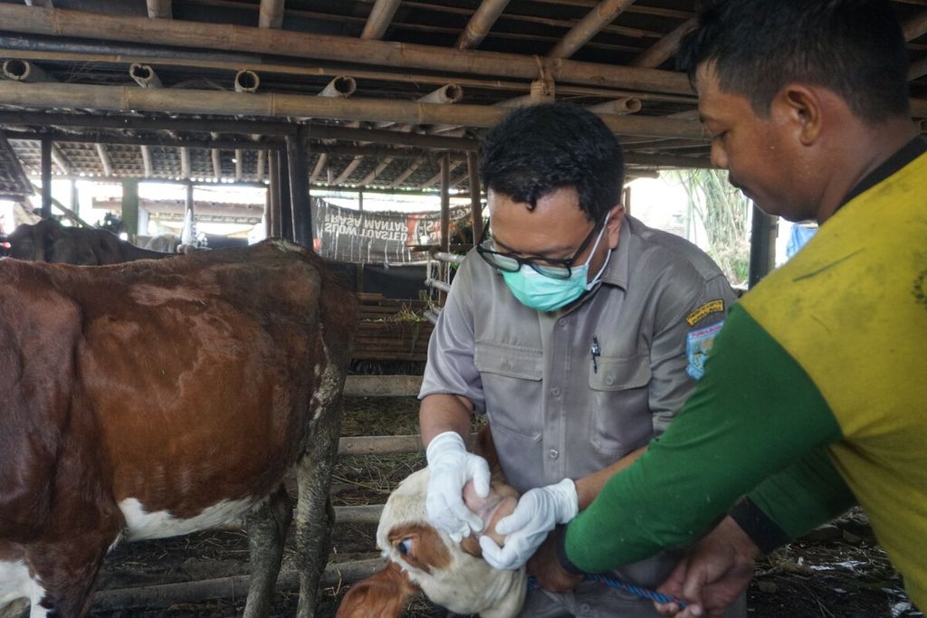 Pemeriksaan sapi dalam mencegah terjadinya wabah penyakit mulut dan kuku di Desa Mipiran, Purbalingga, Jawa Tengah, Rabu (12/5/2022).