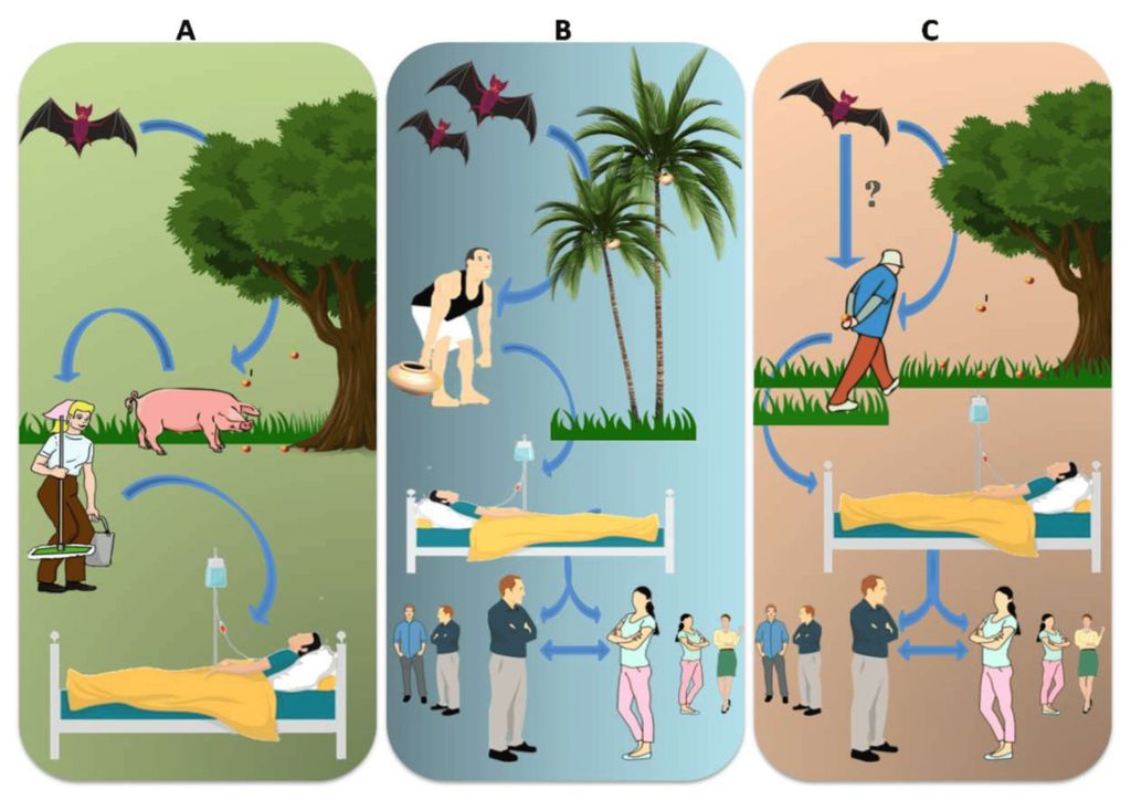 Rute penularan virus Nipah (NiV). Lokasi yang berbeda memiliki jalur penularan yang berbeda. (A) Di Malaysia, buah yang digigit kelelawar yang terkontaminasi NiVM-M dikonsumsi oleh babi dan pekerja yang menangani babi tersebut terinfeksi NiVM-M. (B) Di Bangladesh, konsumsi nira sawit yang terkontaminasi air liur dan kotoran kelelawar menyebabkan infeksi NiVB pada manusia dan menyebar lebih jauh melalui cara nosokomial. Kelelawar yang terinfeksi mengeluarkan virus melalui urine, kotoran, dan air liurnya. (C) Di India, kemungkinan penularan langsung dari kelelawar ke manusia telah dilaporkan di Negara Bagian Kerala, tetapi hal ini tidak didukung oleh bukti yang memadai. Penyebaran NiVB-B secara nosokomial telah dilaporkan di dua negara bagian berbeda—Kerala dan Benggala Barat. Sumber: Vinod Soman Pillai, dkk. (Jurnal <i>MDPI</i>, 2020)