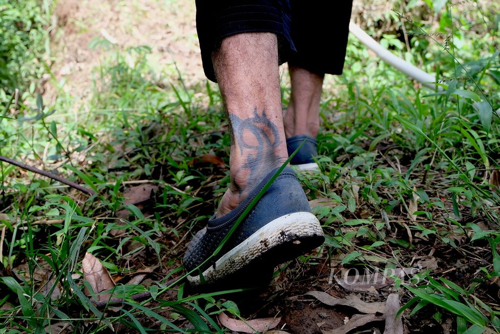 Manajer Lapangan Yayasan Saung Monteng Iwan Bace melangkah di persemaian bibit pohon endemis hutan Kamojang di Saung Monteng, Ibun, Kabupaten Bandung, Jawa Barat, Sabtu (28/5/2022). Bibit yang sudah siap tanam bakal ditanam di lahan kritis hutan Kamojang untuk pemulihan ekosistem.