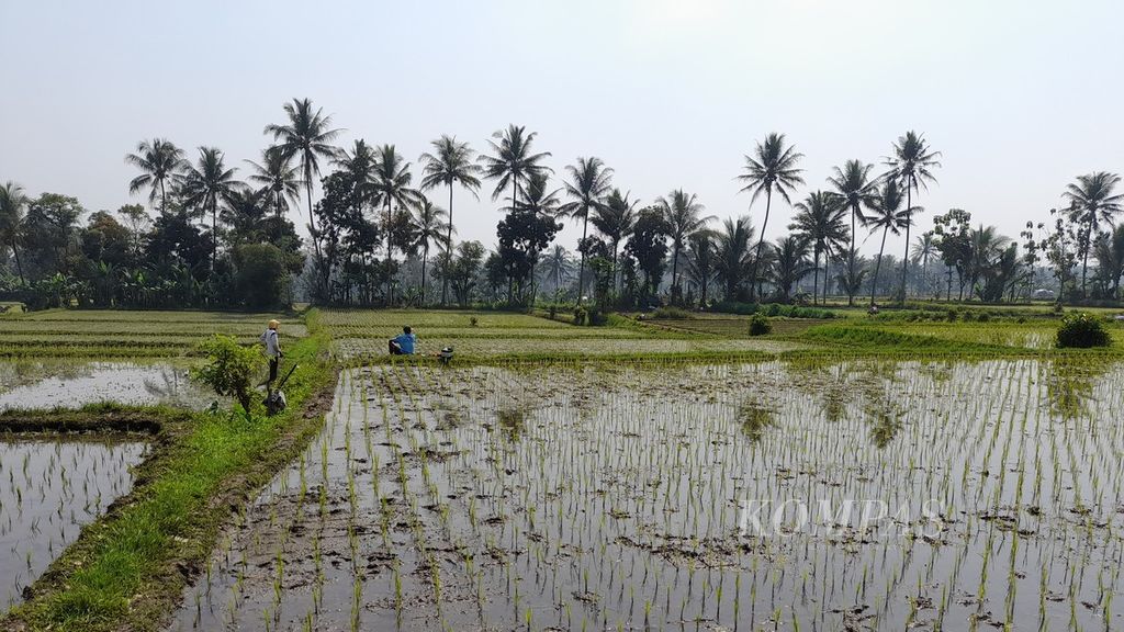Suasana persawahan di Kelurahan Cemorokandang, Kecamatan Kedungkandang, Kota Malang, Jawa Timur, yang baru saja ditanami padi, Senin (22/8/2022)