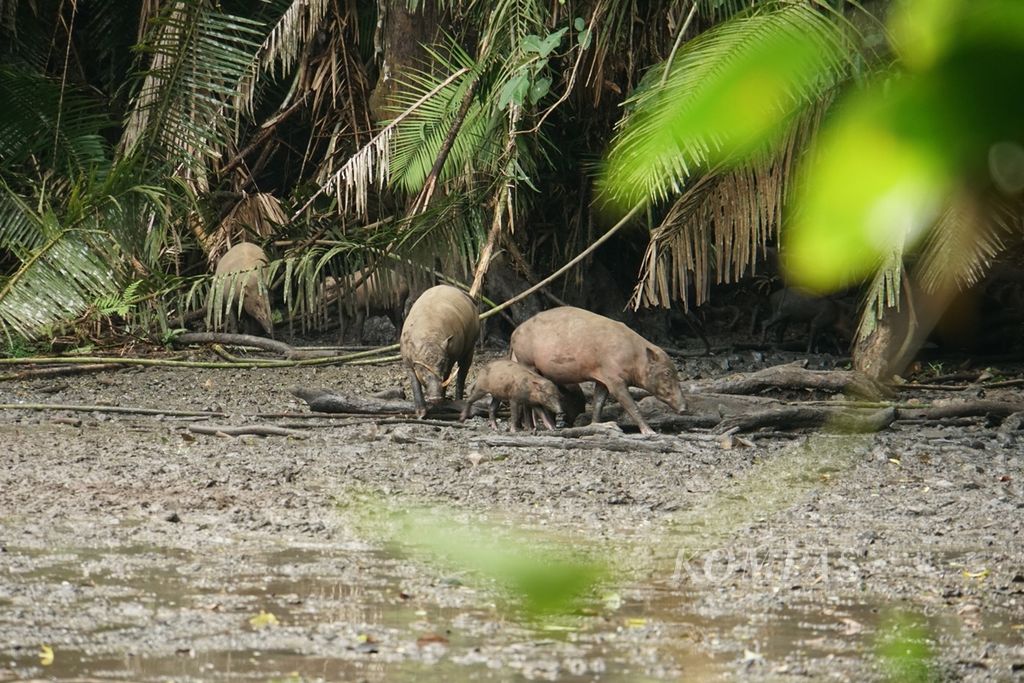 Kawanan babirusa (<i>Babyrousa babyruss</i>a) berendam di Kubangan Adudu di Hutan Nantu, Juni 2019. Kubangan di Suaka Margasatwa Nantu Boliyohuto, Kabupaten Boalemo, Gorontalo, itu mengandung mineral sehingga menjadi tempat favorit bagi babirusa dan satwa endemik Sulawesi lainnya.