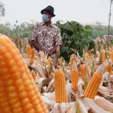 Harga Jagung Melambung karena Neraca Defisit