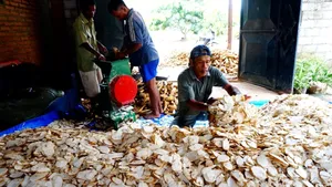 Polemik Harga Singkong, Petani dan Pengusaha: Percepat Larangan Terbatas Impor Tapioka