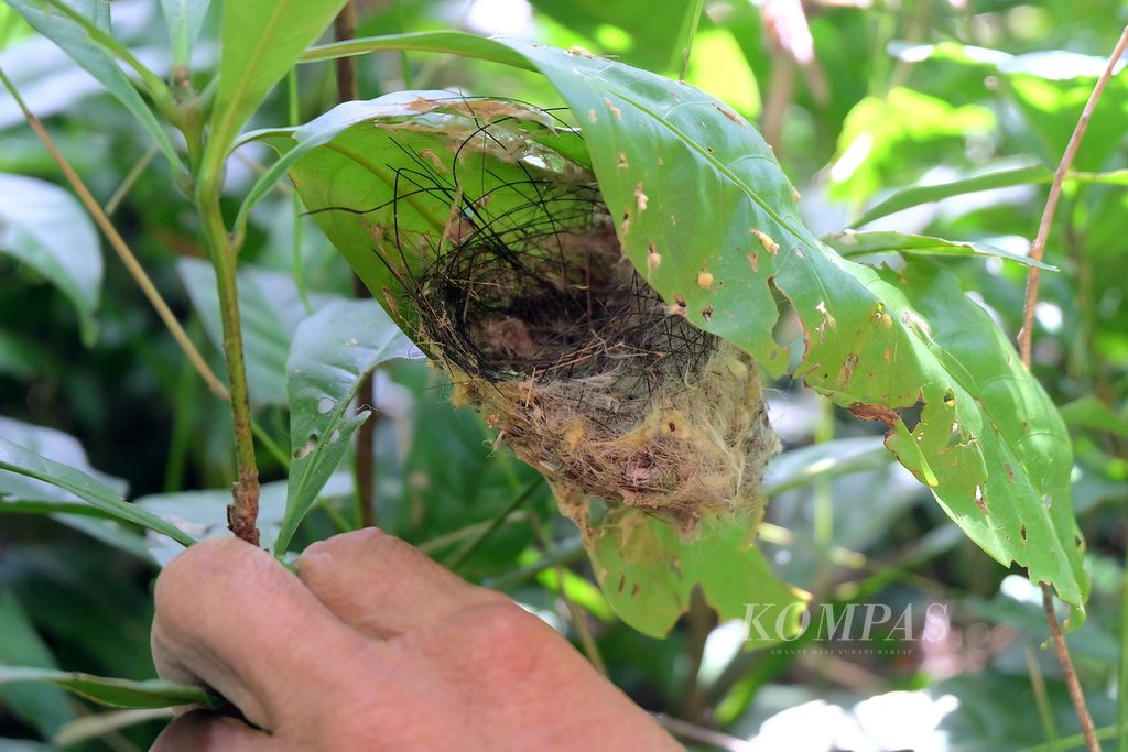 Manajer Lapangan Yayasan Saung Monteng Iwan Bace menunjukkan sarang burung pada bibit pohon pasang [<i>Lithocarpus platycarpus</i>. (Blume)}, yang merupakan spesies endemis hutan Kamojang, Sabtu (28/5/2022), di persemaian Saung Monteng, Ibun, Kabupaten Bandung, Jawa Barat. Bibit pohon yang sudah siap tanam bakal ditanam di lahan kritis hutan Kamojang untuk pemulihan ekosistem.