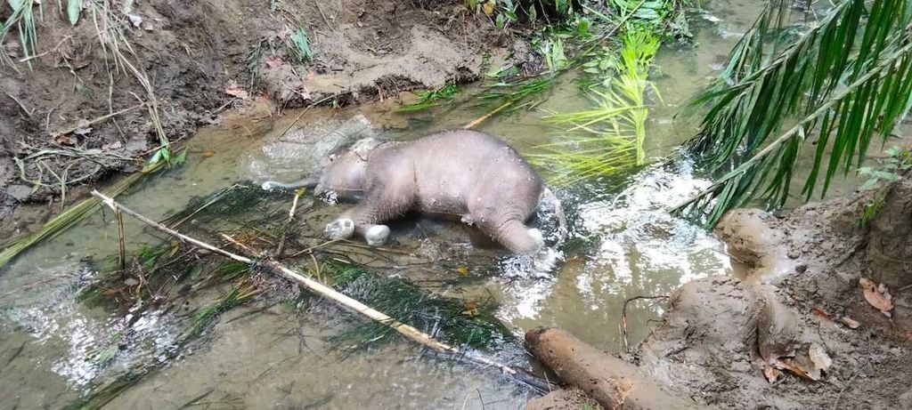 Bangkai seekor bayi gajah sumatera ditemukan di alur sungai di Desa Cot Seutui, Kecamatan Mila, Kabupaten Pidie, Aceh, Selasa (22/2/2022).
