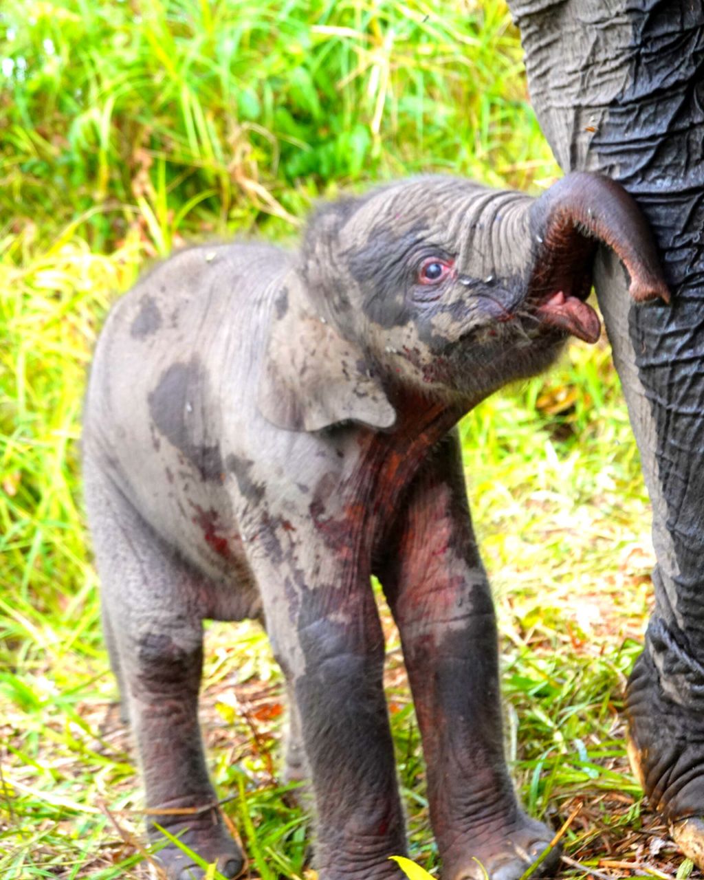 Seekor gajah sumatera (<i>Elephas maximus sumatranus</i>) berjenis kelamin betina lahir di Pusat Pelatihan Gajah (PLG) Jalur 21 Padang Sugihan, Kabupaten Ogan Komering Ilir, Sumatera Selatan, Rabu (13/7/2022). Ini merupakan kelahiran pertama di tahun 2022. Dengan begitu ada 28 gajah jinak yang berada di kawasan Suaka Margasatwa Padang Sugihan.