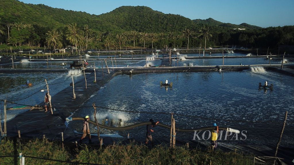Pekerja bersiap memanen udang di Taman Nasional Karimunjawa, Desa Karimunjawa, Kecamatan Karimunjawa, Jepara, Jawa Tengah, Selasa (16/4/2024). 
