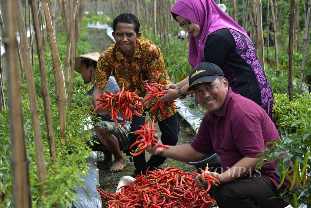 Panen cabai di lahan pertanian perkotaan di Sumur Welut, Kecamatan Lakarsantri, Surabaya, Rabu (20/2/2019).