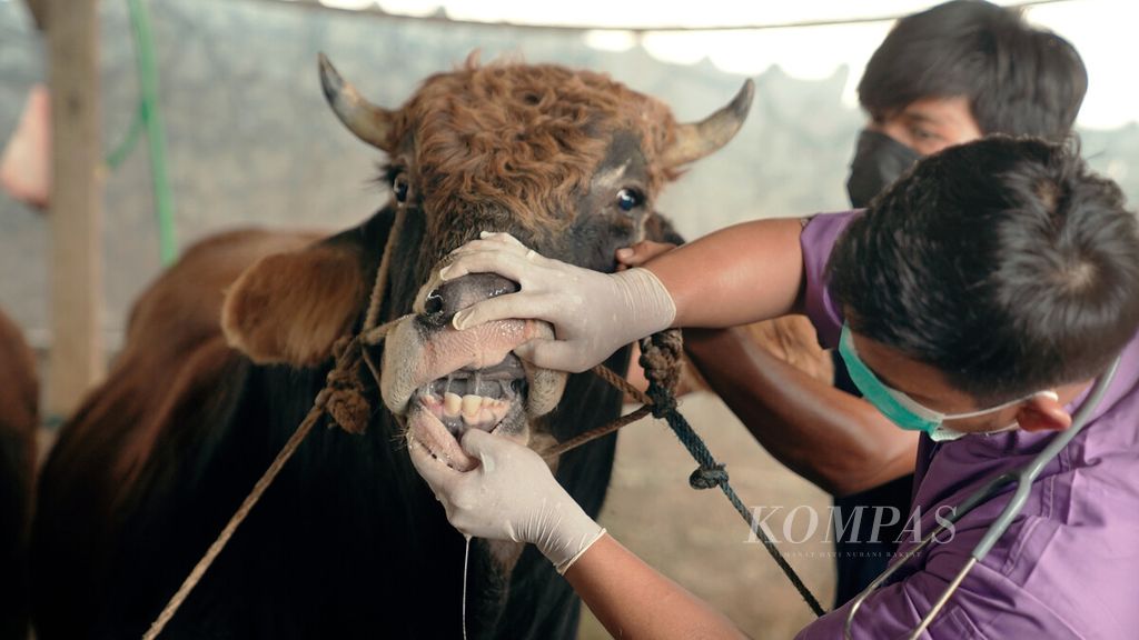 Pemeriksa kesehatan hewan dari Suku Dinas Ketahanan Pangan, Kelautan, dan Pertanian (KPKP) memeriksa sapi di peternakan milik Pak Jaelani atau Pak Eeng di Jalan Pulokambing II, Kawasan Industri Pulogadung, Cakung, Jakarta Timur, Kamis (12/5/2022). Pemeriksaan fisik hewan ternak dilakukan untuk pencegahan merebaknya penyakit mulut dan kuku. 