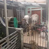 Sapi Kurban Mengamuk dan Seruduk Warga di Bandung, Lima Orang Terluka 