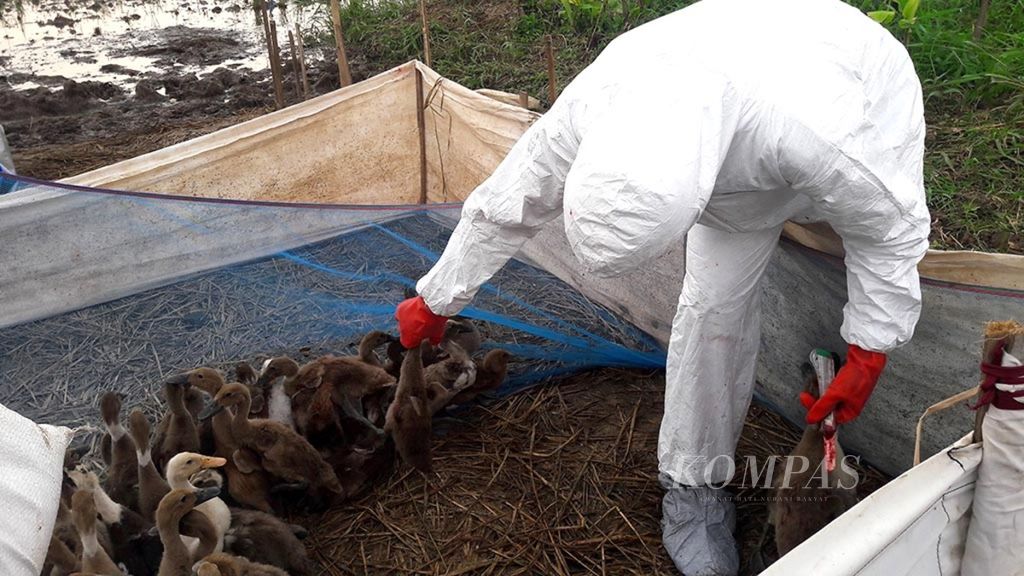 Anggota Unit Respons Cepat Dinas Pertanian bagian Kesehatan Hewan, Kesehatan Masyarakat, dan Veterinarian Kabupaten Bandung sedang memusnahkan itik yang telah positif flu burung di Kampung Lebak Wangi, Desa Sekar Wangi, Kecamatan Soreang, Kabupaten Bandung, akhir Februari 2017. 