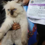Kucing dan Pus