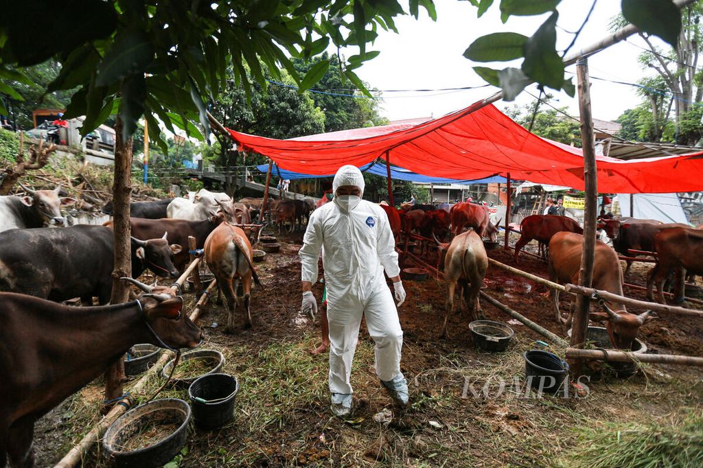 Petugas Dinas Ketahanan Pangan Kota Tangerang mengenakan baju hazmat saat memeriksa sapi yang dijual pedagang musiman di kawasan Cipondoh, Kota Tangerang, Banten, Rabu (15/6/2022).
