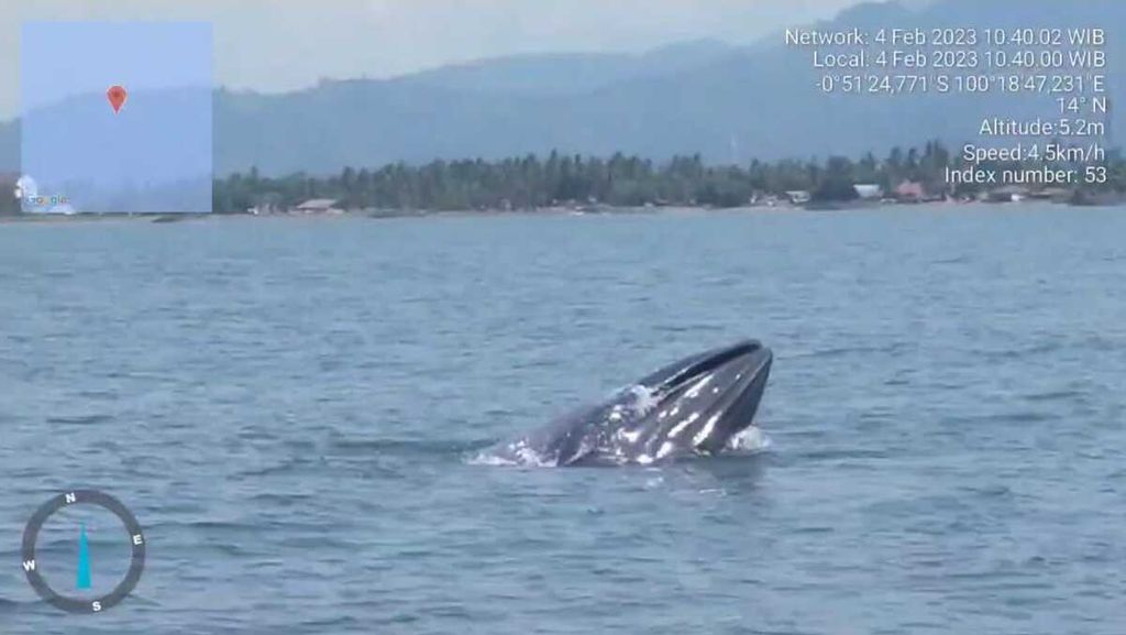 Gambar tangkapan layar video paus bungkuk yang muncul dan sempat terlilit jaring di perairan Kelurahan Pasie Nan Tigo, Kecamatan Koto Tangah, Kota Padang, Sumatera Barat, Sabtu (4/2/2023).