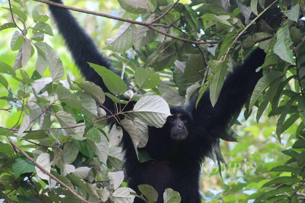 Seekor owa siamang (<i>Symphalangus syndactylus</i>) dilepasliarkan di Suaka Margasatwa Dangku, Kabupaten Musi Banyuasin, Sumsel, Rabu (29/6/2022).