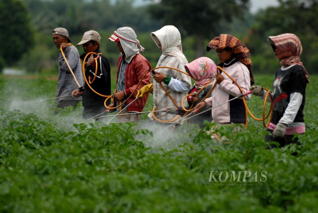 Para buruh tani menyemprotkan pestisida pada tanaman kentang di Desa Lingga Julu, Kecamatan Simpang Empat, Kabupaten Karo, Sumatera Utara, beberapa waktu lalu.