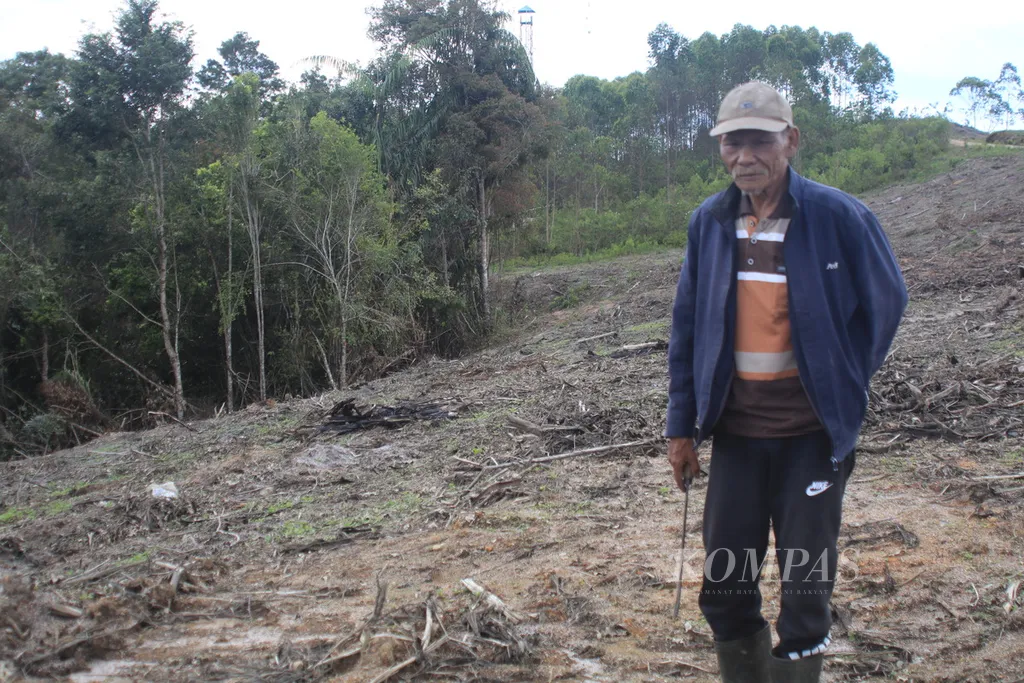 Ketua Kelompok Masyarakat Adat Simenak Henak, Mangapul Samosir (68), menunjukkan hutan adat yang mereka dapatkan kembali setelah sempat menjadi konsesi PT Toba Pulp Lestari di Desa Parsoburan Barat, Kecamatan Habinsaran, Kabupaten Toba, Sumatera Utara, Kamis (16/11/2023). Masyarakat mendapatkan kembali hutan adat yang menjadi sumber penghidupan mereka secara turun-temurun.