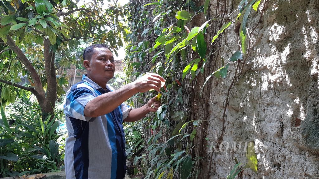 Suyut (45) dan berbagai tanaman di kebun di rumahnya di sudut Kota Bandar Lampung