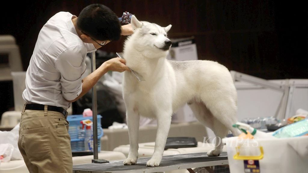 Petugas dari jasa perawatan hewan menyisir bulu anjing dalam even Indonesia Pet Show di Jakarta International Expo, Kemayoran, Jakarta Pusat (22/2/2019). Pameran ini diikuti oleh sejumlah penyedia kebutuhan dan penjual hewan peliharaan, serta komunitas penyayang hewan.