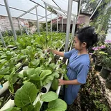 Tunas Pertanian Urban di ”Kota Lulo” yang Bertumbuh