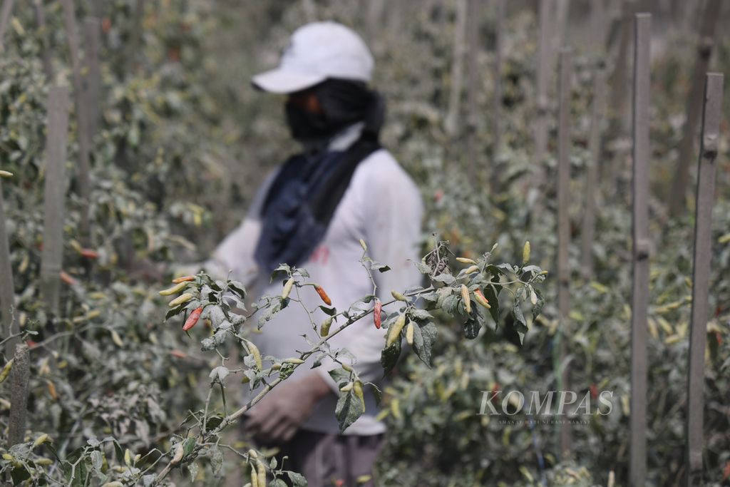 Petani berupaya merontokkan abu vulkanik sebelum memanen cabai rawit di Desa Tlogolele, Boyolali, Jawa Tengah, Senin (13/3/2023). 