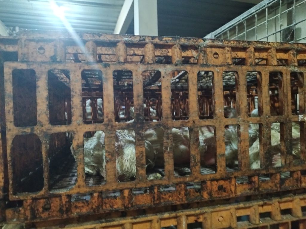 https://assetd.kompas.id/7ASFm3cr0dQbobW7-ofMxRZqlNo=/1024x768/https%3A%2F%2Fasset.kgnewsroom.com%2Fphoto%2Fpre%2F2023%2F03%2F04%2F58efca4f-b7e0-44be-a115-dd56d21c0e71_jpg.jpg