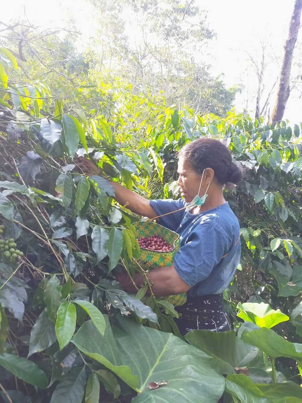 Perempuan petani kopi dari Desa Wolowio, Kecamatan Bajawa, Kabupaten Ngada, sedang memanen kopi di lahan pertanian miliknya di desa itu, Senin (11/7/2022). Kopi di Manggarai, Manggarai Timur, Manggarai Barat, dan Kabupaten Ngada perlu diremajakan sehingga produksi kopi bisa meningkat. Harga kopi saat ini terus meningkat, permintaan pun naik, tetapi produksi terus menurun.