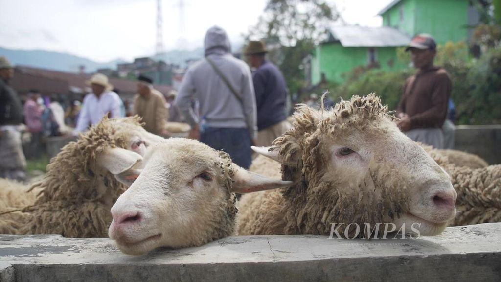 Domba Wonosobo di pasar hewan Garung Wonosobo, Jawa Tengah, Rabu (15/6/2022)