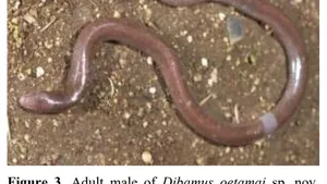 Jakob Oetama Jadi Nama Spesies Baru Kadal Buta dari Pulau Buton