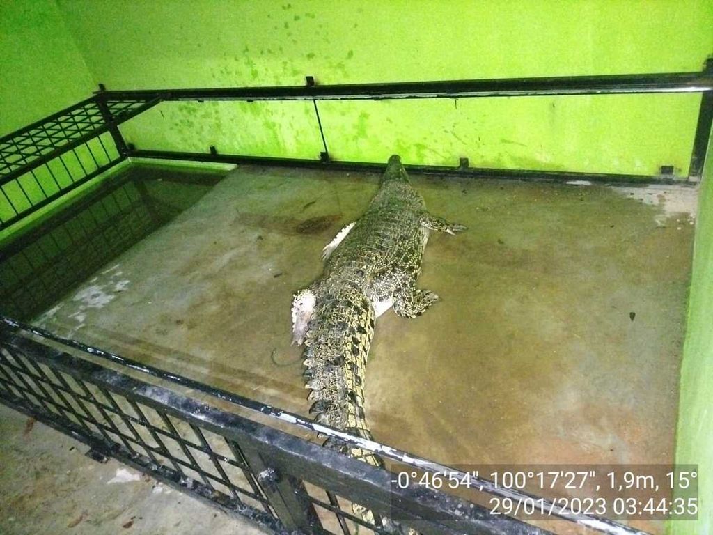 Kondisi buaya muara yang diamankan warga dan BKSDA Sumatera Barat di Tempat Transit Satwa Padang, Sumbar, Minggu (29/1/2023). Buaya muara itu ditangkap warga, Sabtu (28/1/2023), di Sungai Ulakan, Korong Pasa Ulakan, Nagari Ulakan, Kecamatan Ulakan Tapakis, Padang Pariaman, karena sering muncul dan meresahkan warga.