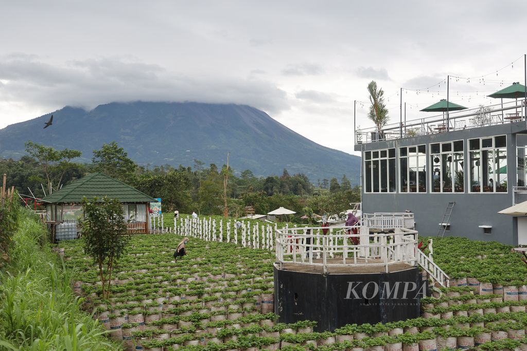 Wisatawan mengunjungi salah satu kebun petik buah stroberi di Desa Banyuroto, Sawangan, Magelang, Jawa Tengah, Kamis (29/12/2022). Sejumlah obyek wisata di kawasan kaki Gunung Merbabu dan Merapi menjadi tujuan alternatif bagi para pelancong yang hendak menikmati suasana liburan yang jauh dari hiruk pikuk perkotaan.