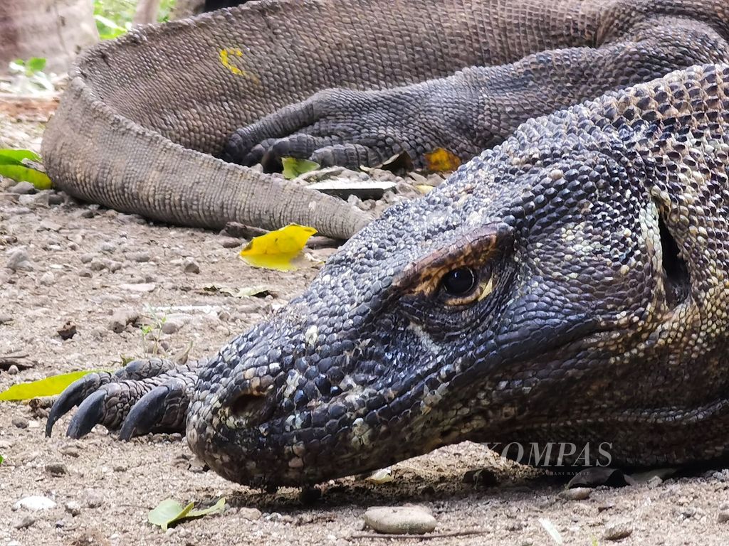 https://assetd.kompas.id/8F2SBgaDWoIevCJo3rhHEuphN0g=/1024x768/filters:watermark(https://cdn-content.kompas.id/umum/kompas_main_logo.png,-16p,-13p,0)/https%3A%2F%2Fkompas.id%2Fwp-content%2Fuploads%2F2021%2F03%2Fd5de35fd-addf-4141-aa20-b949d5418734_jpg.jpg
