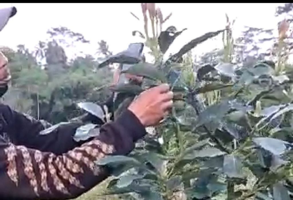 https://assetd.kompas.id/8J_BAysoOXYca76UPP4LnpTHJnM=/1024x697/https%3A%2F%2Fkompas.id%2Fwp-content%2Fuploads%2F2021%2F09%2F20210916coka-produksi-buah-bali_1631795284.jpg