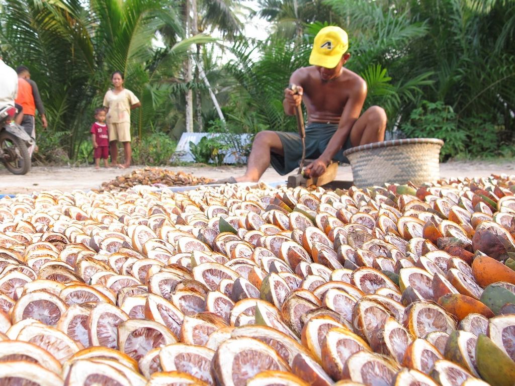 Petani menjemur pinang basah di Desa Sungai Beras, Kecamatan Mendahara Ulu, Tanjung Jabung Timur, Jambi, Sabtu (14/7/2018).