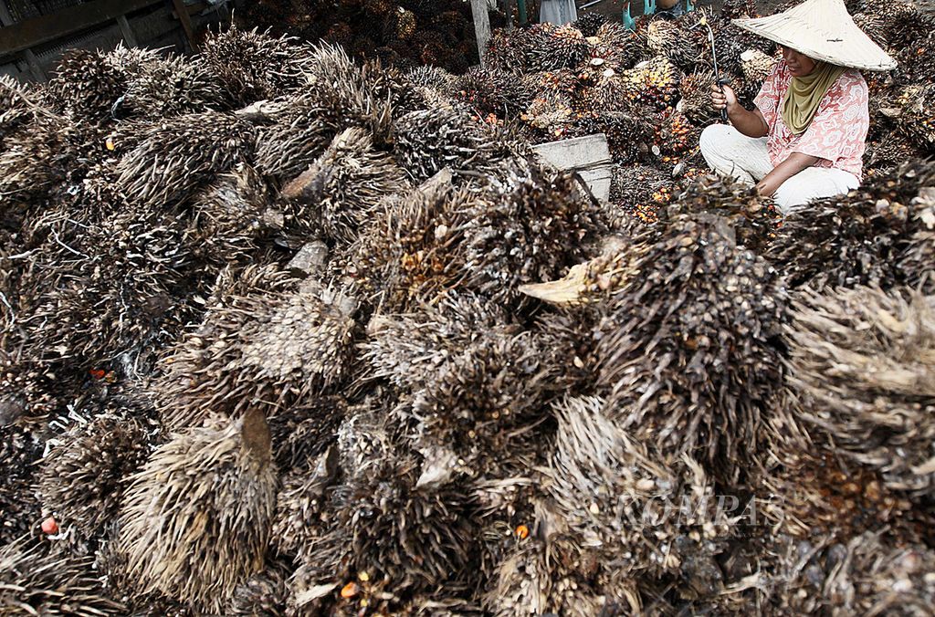Buruh perkebunan merontokkan buah kelapa sawit dari tandannya di tempat penampungan hasil panen di Desa Lunggayo, Kecamatan Teunom, Kabupaten Aceh Jaya, Provinsi Aceh, Senin (2/9). Pekerja lahan memperoleh upah merontokkan buah Rp 10.000 per karung tandan buah kelapa sawit berukuran kecil. Perkebunan kelapa sawit merupakan salah satu jenis mata pencaharian utama masyarakat di Aceh Jaya.