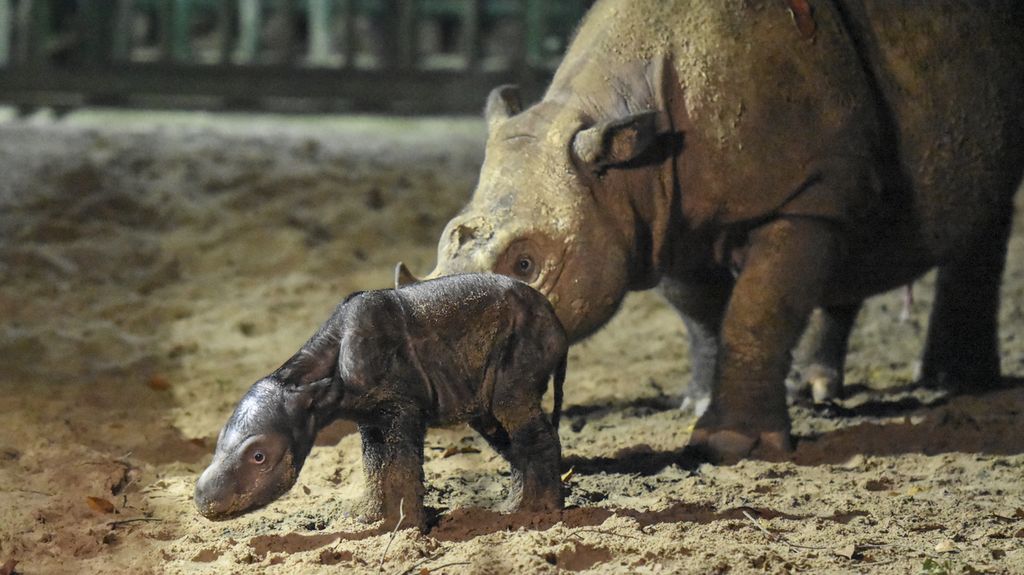 Satu ekor anak badak sumatera (<i>Dicerorhinus sumatrensis</i>) lahir di Suaka Rhino Sumatera Taman Nasional Way Kambas, Lampung, Sabtu, 30 September 2023, pukul 01.44 WIB. Bayi badak betina itu lahir dari induknya, Ratu.