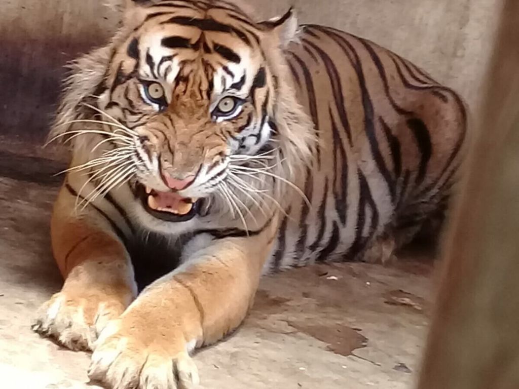 Harimau sumatera jantan bernama Monang Barumun yang pernah diselamatkan dari jerat di Hutan Desa Parmonangan, Kabupaten Simalungun, Sumatera Utara pada tahun 2016.