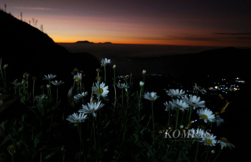 Bunga aster putih berlatar keindahan suasana pagi menjelang matahari terbit di Bukit Kedaluh, Desa Ngadisari, Kecamatan Sukapura, Kabupaten Probolinggo, Jawa Timur, Rabu (30/7/2025). 