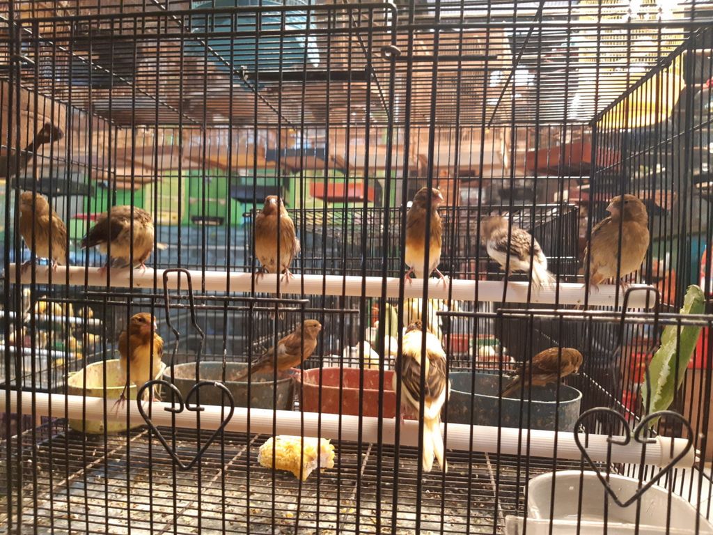 https://assetd.kompas.id/9GoNVbldYKuC8ixVNuqq8fJJJ_4=/1024x768/https%3A%2F%2Fkompas.id%2Fwp-content%2Fuploads%2F2018%2F11%2F20181106_123737_1541506144.jpg