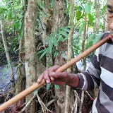 Tradisi Tombak ”Batelek” Ikan yang Tersisa