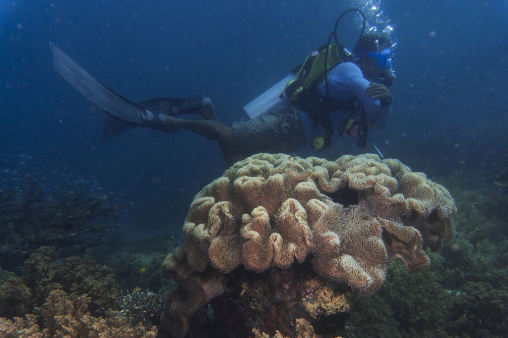 Keragaman biota di lokasi selam Melissas Garden di perairan Pulau Arborek, Raja Ampat, Papua Barat, Senin (31/5/2021). Pesona alam bawah laut menjadi daya tarik utama bagi sektor wisata Raja Ampat.