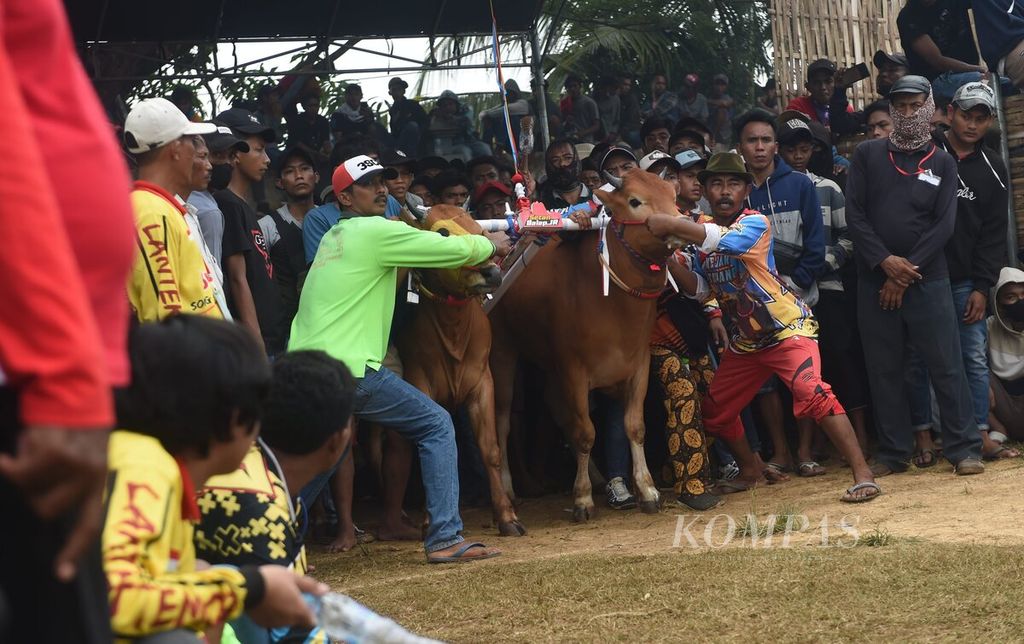 Suasana garis start pada Karapan Sapi Piala Presiden 2022 di Stadion Karapan Sapi RP Moh Noer, Bangkalan, Minggu (16/10/2022).