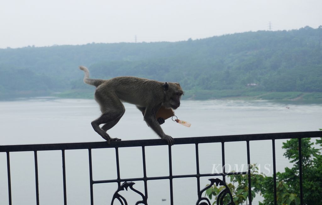 Seekor monyet membawa dompet salah satu pengunjung di Goa Kreo, Kecamatan Gunungpati, Kota Semarang, Jawa Tengah, Minggu (29/12/2024). Kendati para monyet jenis<i> Macaca fascicularis</i> yang hidup di tempat itu sudah jinak, pengunjung tetap diminta untuk menjaga barang-barang bawaan mereka. 