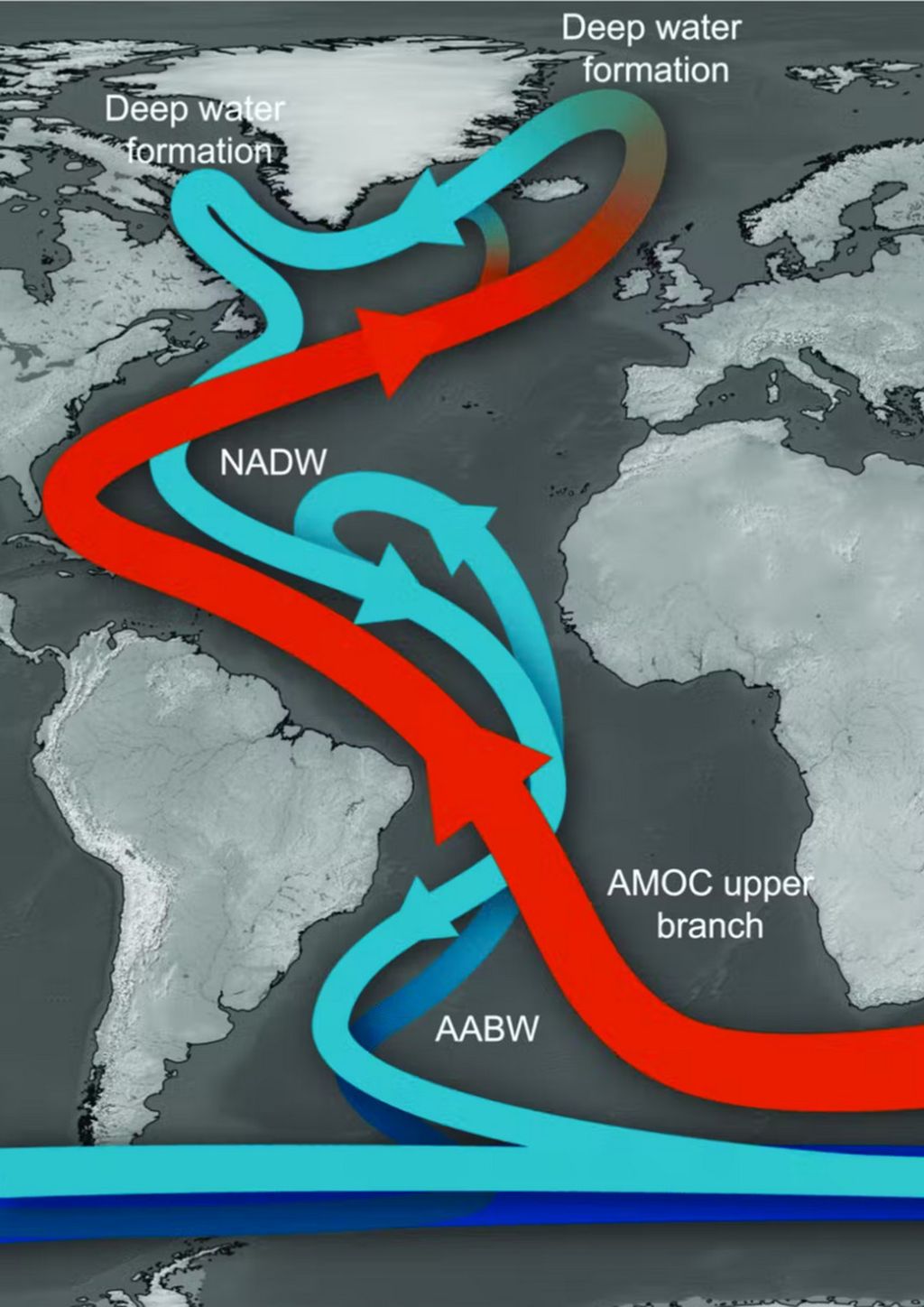 Komponen utama sirkulasi balik meridional Atlantik (AMOC). Cabang atas yang mengalir ke utara (panah merah) mengangkut air asin yang hangat ke Atlantik Utara, dan membentuk Perairan Dalam Atlantik Utara (NADW) di lintang tinggi. NADW yang mengalir ke selatan terletak di atas Air Bawah Antartika (AABW). Sumber: Stefano Crivellari, Universitas São Paulo/researchgate.net