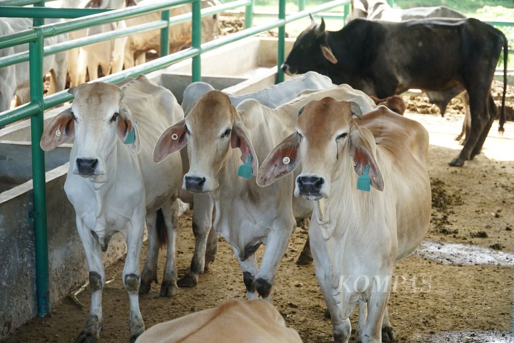Sapi-sapi di kandang UPT Pembibitan Ternak Dinas Pertanian Kota Padang menunggu disuntik vaksin penyakit mulut dan kaki (PMK) di Kelurahan Air Pacah, Kecamatan Koto Tangah, Padang, Sumatera Barat, Rabu (29/6/2022). 