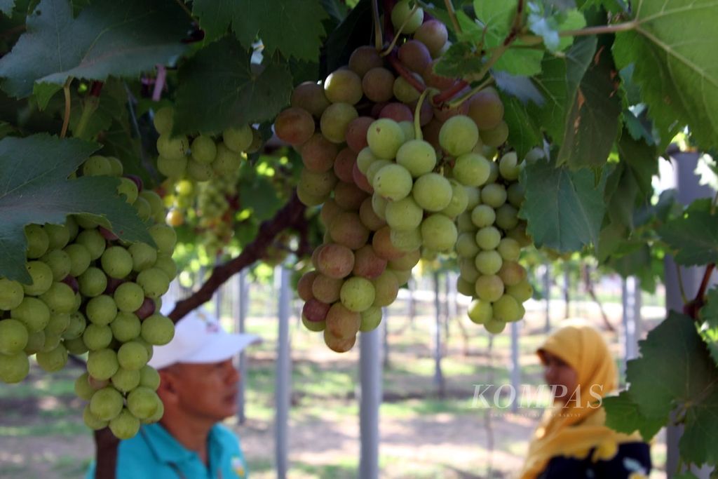 Buah anggur yang siap dipanen, Jumat (15/11/2019), di kebun anggur di Instalasi Penelitian dan Pengkajian Teknologi Pertanian Banjarsari di Probolinggo, Jawa Timur. 