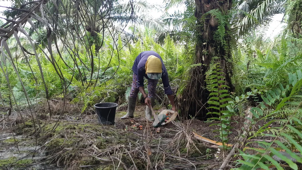Buruh perempuan di tengah perkebunan sawit di Kalimantan Tengah yang sedang mengumpulkan gelondongan buah sawit sisa panen dari buruh lainnya, pada Senin (24/7/2023). Buruh perempuan berjuang di kebun sawit untuk penuhi kebutuhan hidup mereka.
